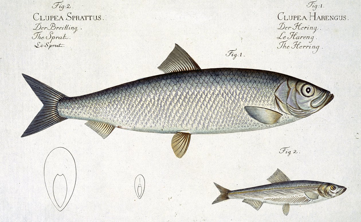 Marcus Elieser Bloch（1723-99）による「Ichthyologie、ou histoire naturelle generale et particuliere des poissons」からのニシン（Clupea Harengus）（図1）およびSprat（Clupea Sprattus）プレートXXIXの彫刻 作： アンドリュー・ルートヴィヒ・クルーガー