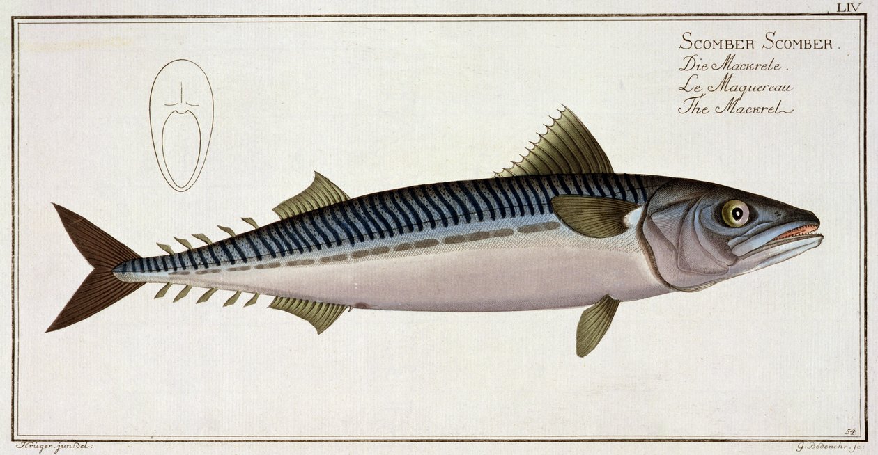 ガブリエルボデネール（1673-1766）、publ 作： アンドリュー・ルートヴィヒ・クルーガー