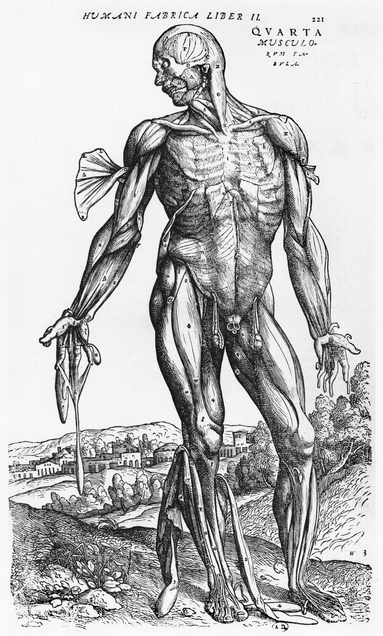 Andreas Vesaliusによる「The Human Body Device」（1514-64）、バーゼル、1543年の解剖学的研究 作： アンドレアス・ヴェサリウス