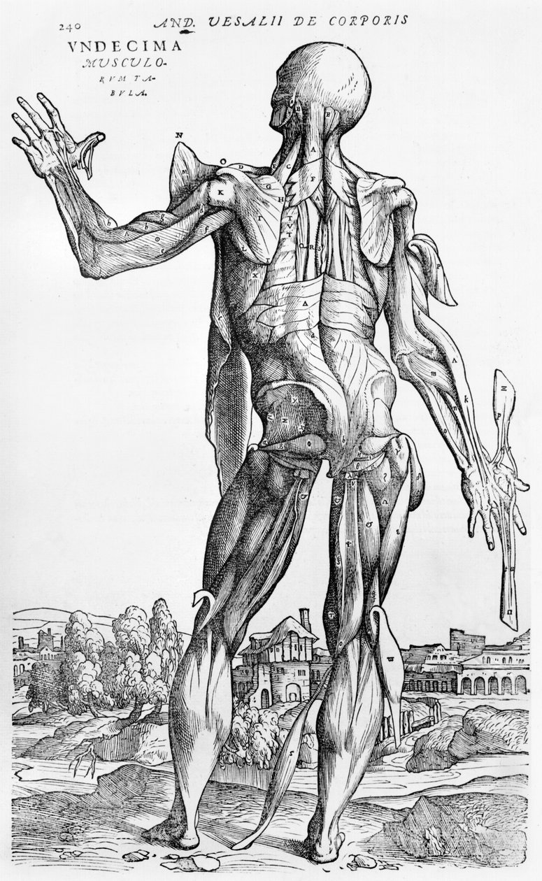 Andreas Vesaliusによる「The Human Body Device」（1514-64）、バーゼル、1543年の解剖学的研究 作： アンドレアス・ヴェサリウス