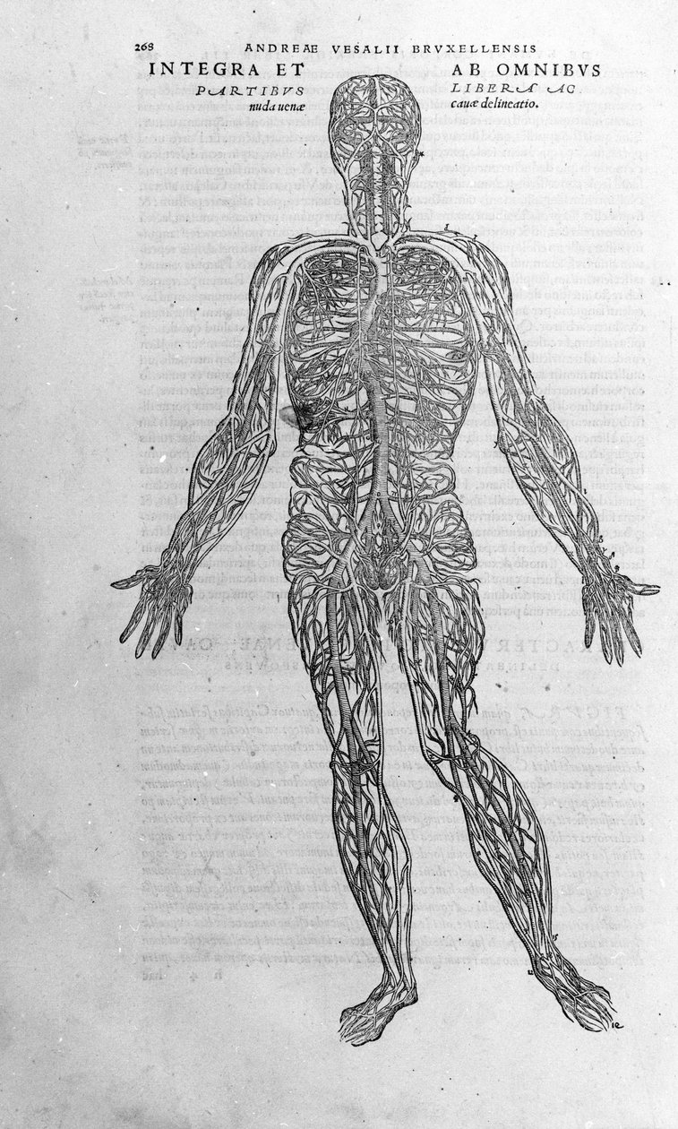 アンドレア・ヴェサリオ（1514 - 1564）、シャルル5世の医師。"Humani corporis fabrica libri septem", Basel 1543. 作： アンドレアス・ヴェサリウス