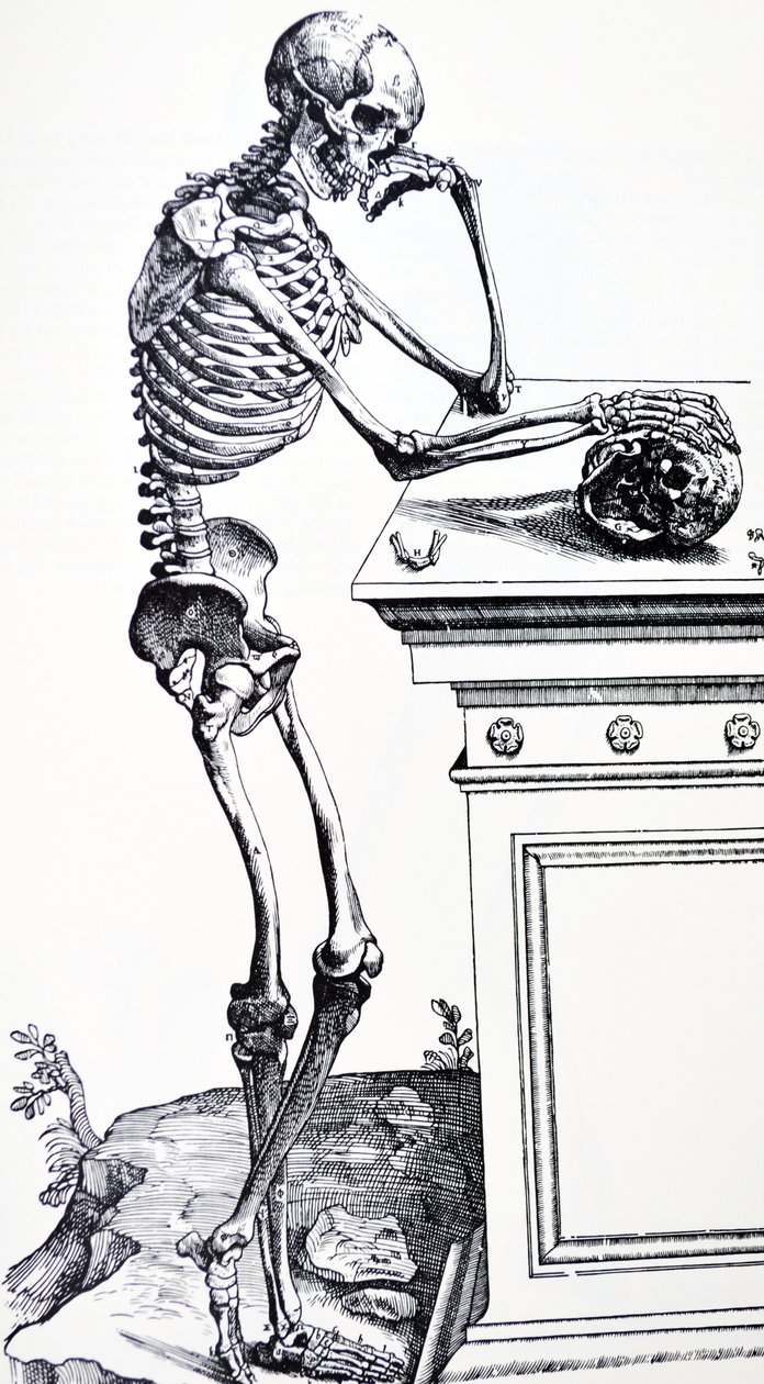 頭蓋骨を手にした人骨。ヴェサリウス著 "De Humani Corporis Fabrica "より。木こりの可能性：ヤン・フォン・カルカル 作： アンドレアス・ヴェサリウス