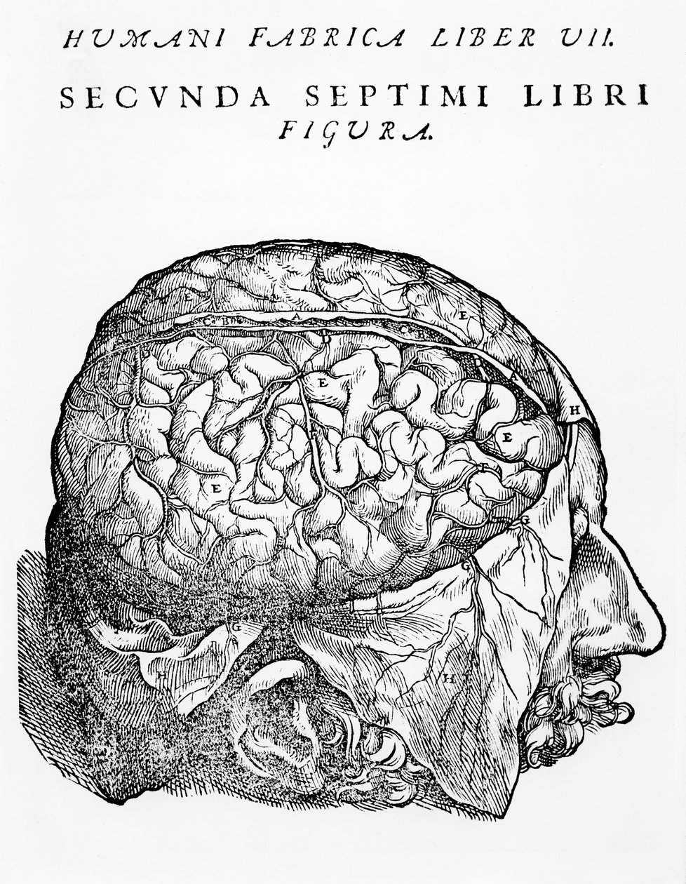 1543年にバーゼルで出版されたAndreas Vesaliusによる脳、イラスト、「The Human Body Device Address Book」 作： アンドレアス・ヴェサリウス