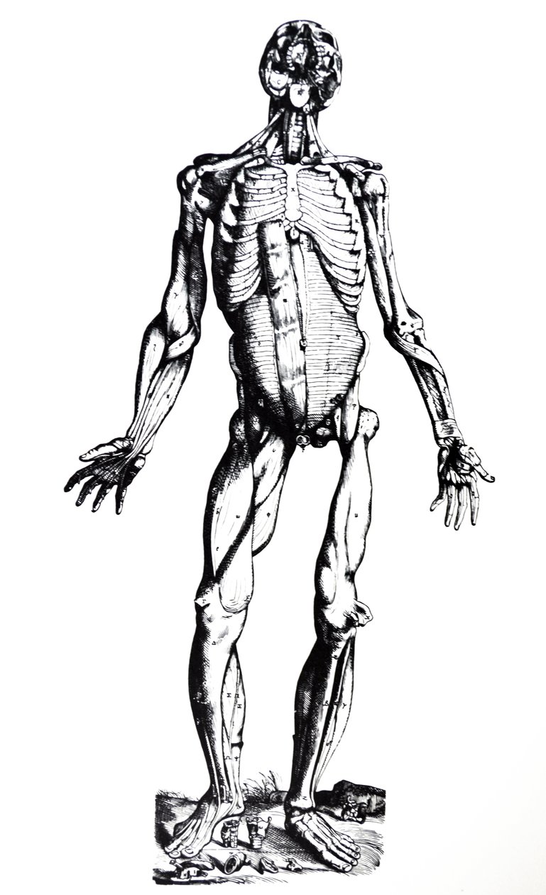 De Humani Corporis Fabricaの7番目の本のプレート 作： アンドレアス・ヴェサリウス