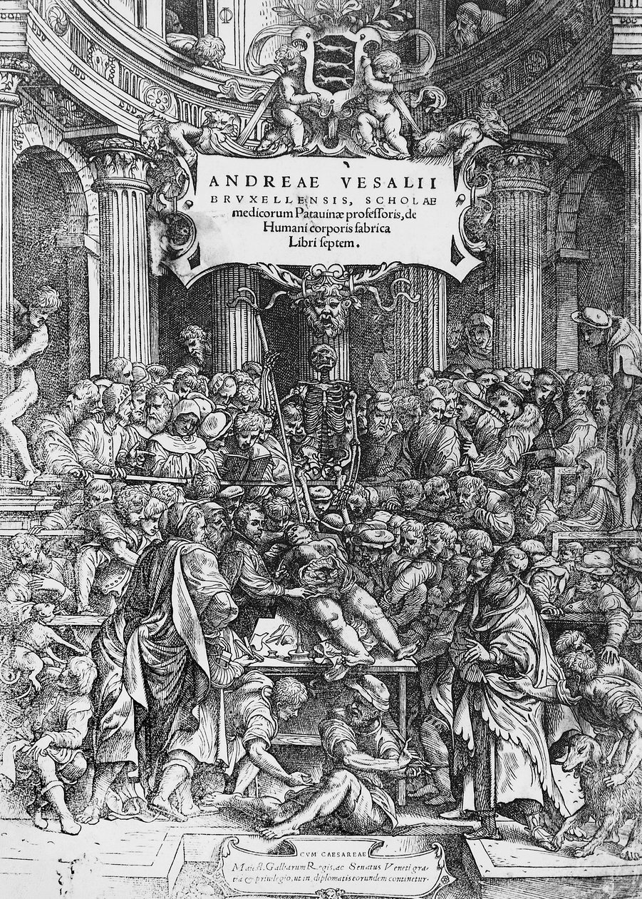アンドレアス・ヴェサリウスが死体を解剖している様子が描かれた『De humani corporis fabrica』（ラテン語で人体の構造について）のタイトルページ 作： アンドレアス・ヴェサリウス