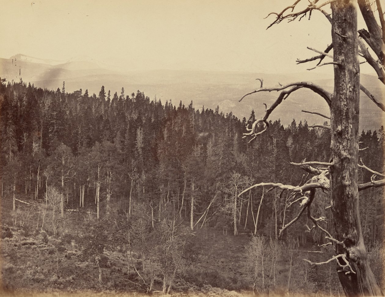 プレート13.1869年、ララミー山脈の雪とティンバー・ライン（写真） 作： アンドリュー・ジョセフ・ラッセル
