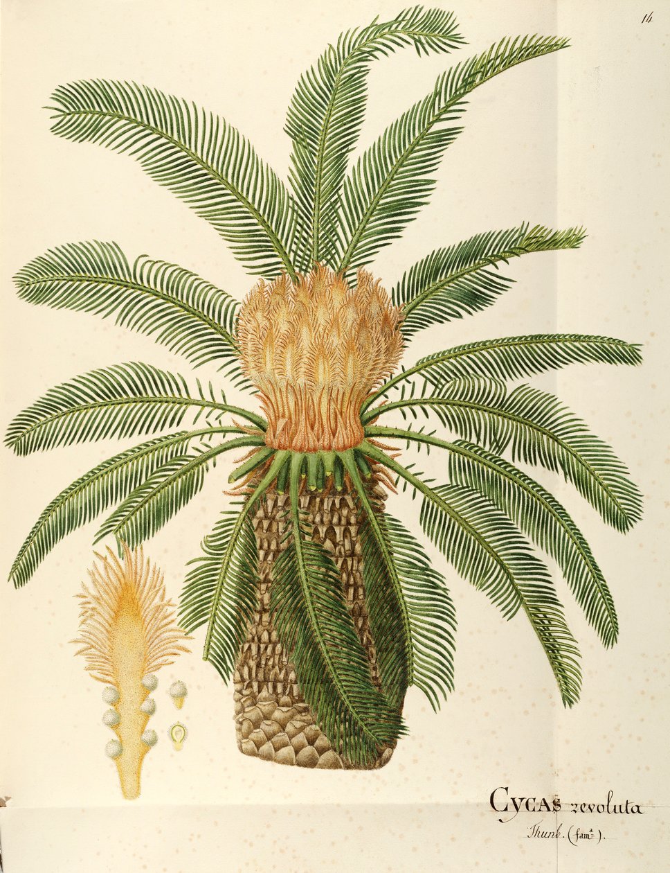 サゴヤシ (Cycas revoluta Thunb)、ソテツ科、Angela Rossi Bottione 作、水彩 作： アンジェラロッシボッティオネ