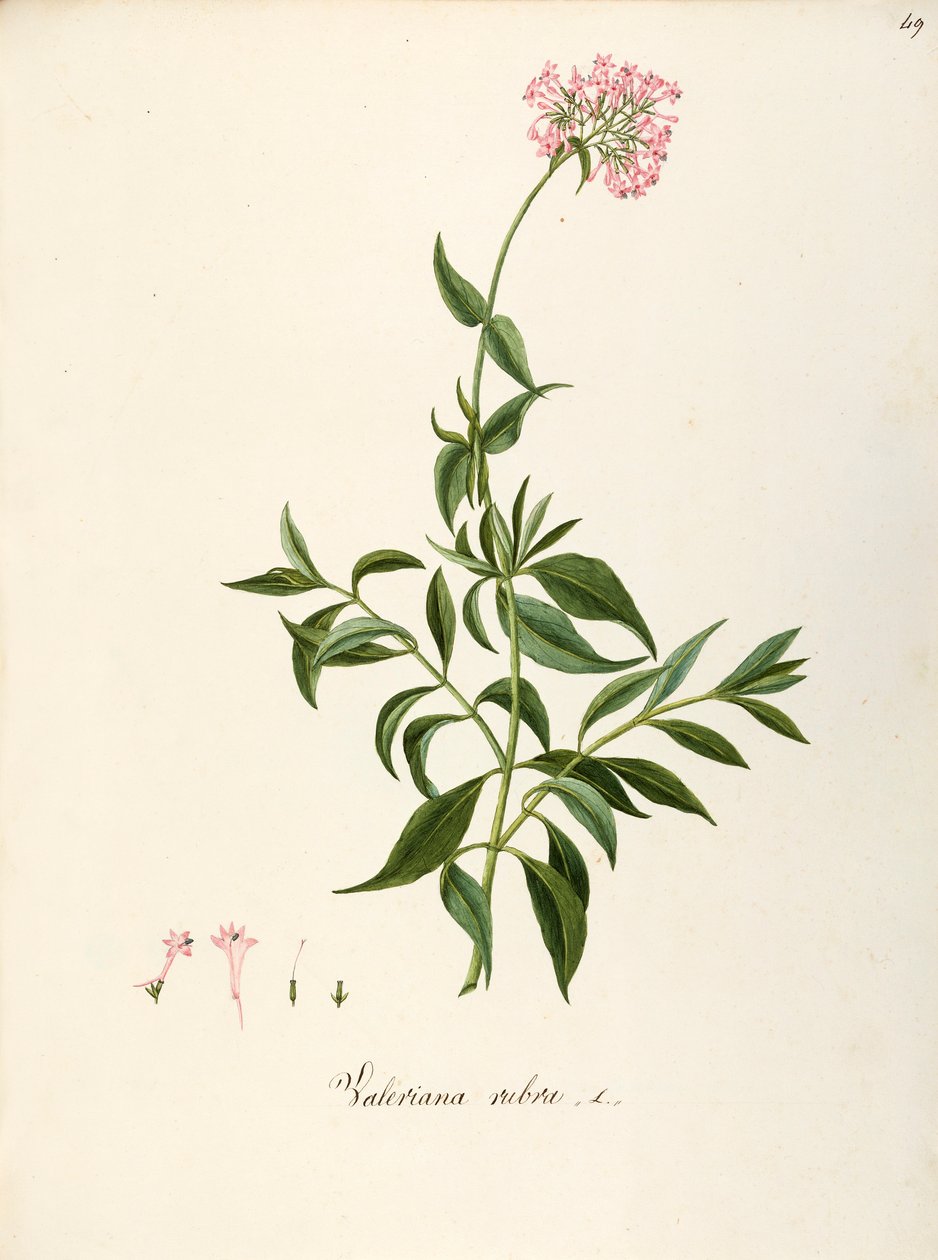 バレリアン科、レッド バレリアン (Centranthus ruber)、花壇やロッキー ガーデン用の草本多年生植物、イタリアで自然発生、Angela Rossi Bottione と同僚作、水彩 作： アンジェラロッシボッティオネ