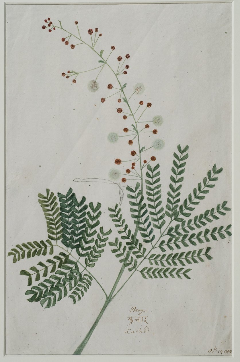 Acacia leucophloea、1785（紙にトイレ） 作： アンナ・マリア・ジョーンズ