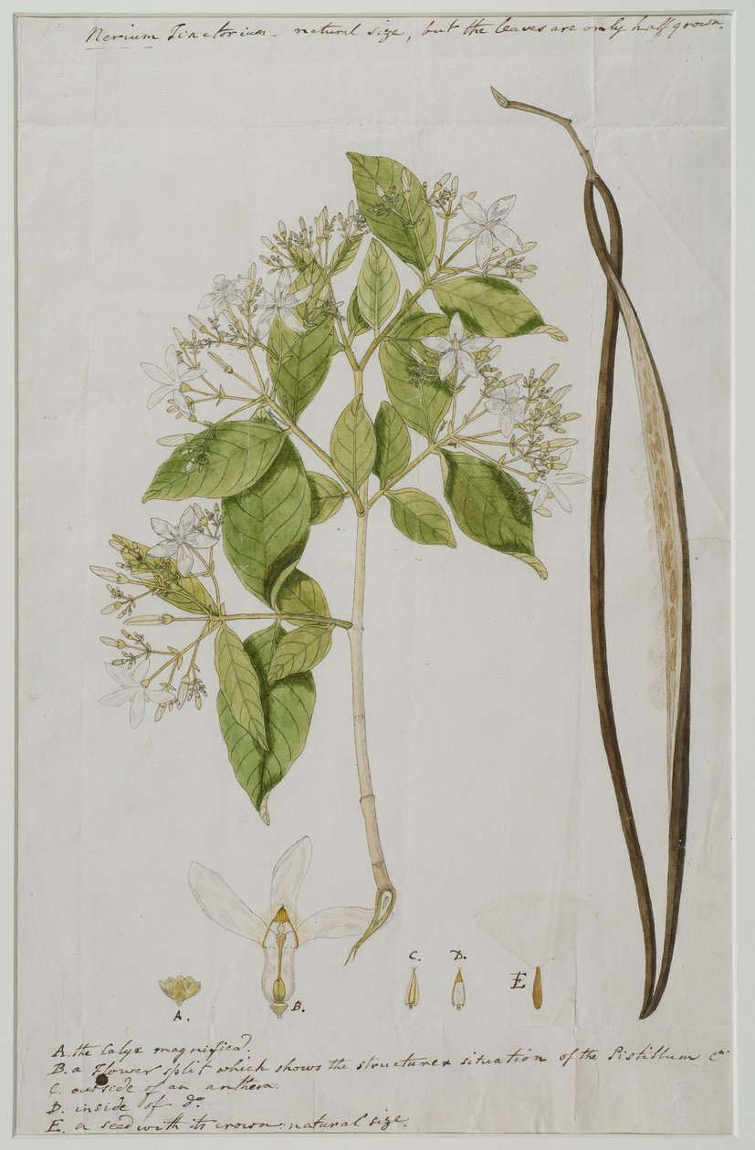 Wrightia tinctoria（Roxb。）R、1785（紙にトイレ） 作： アンナ・マリア・ジョーンズ