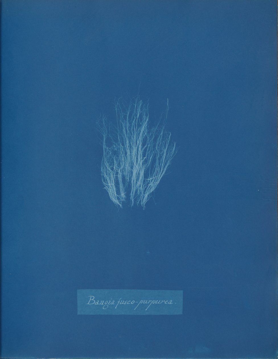Bangia fusco-purpurea、カリフォルニア州。 1853年。 作： アンナ・アトキンス