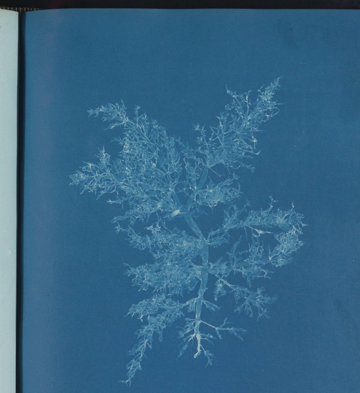 Chylocladia kaliformis 作： アンナ・アトキンス