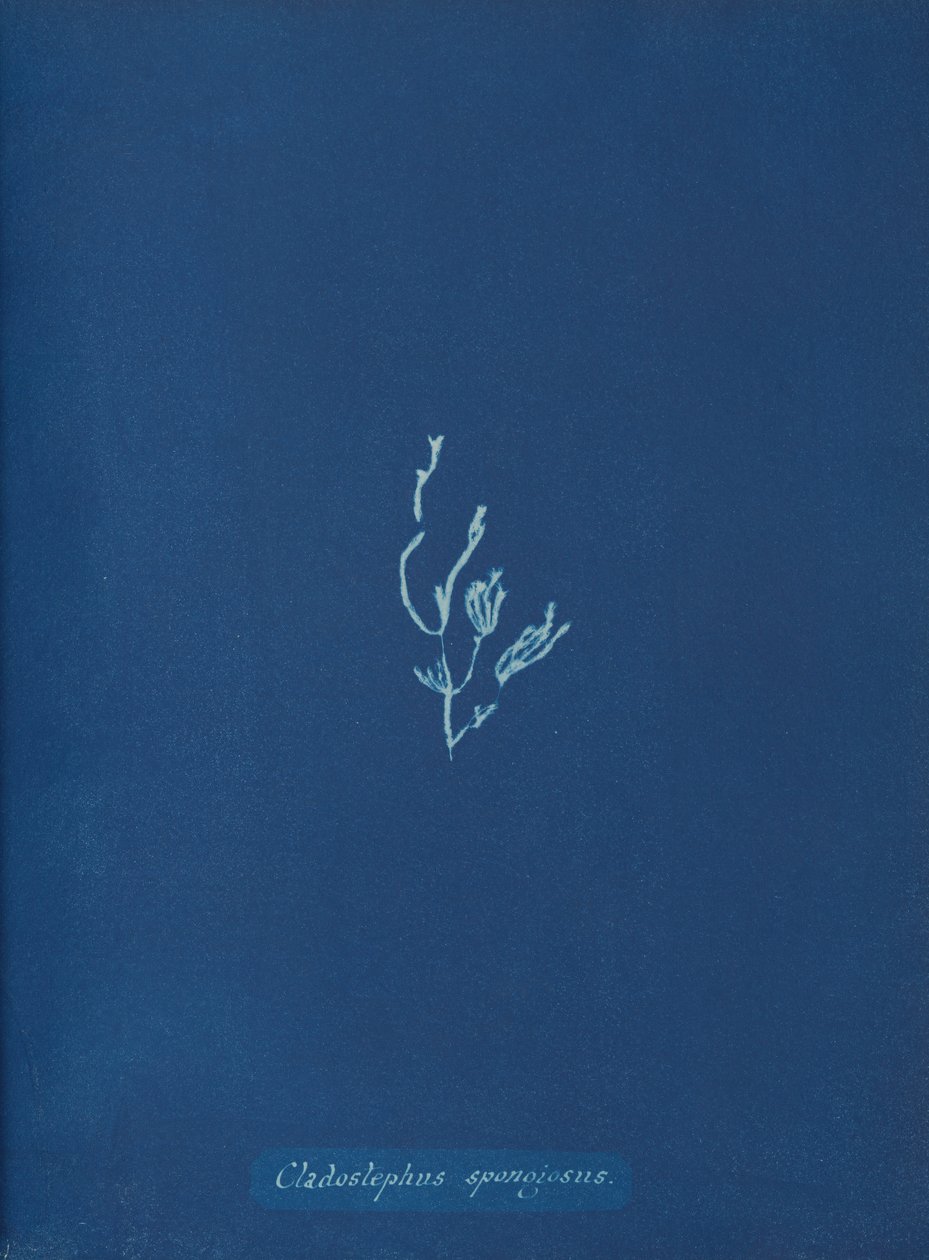 Cladostephus spongiosus、カリフォルニア州。 1853年 作： アンナ・アトキンス
