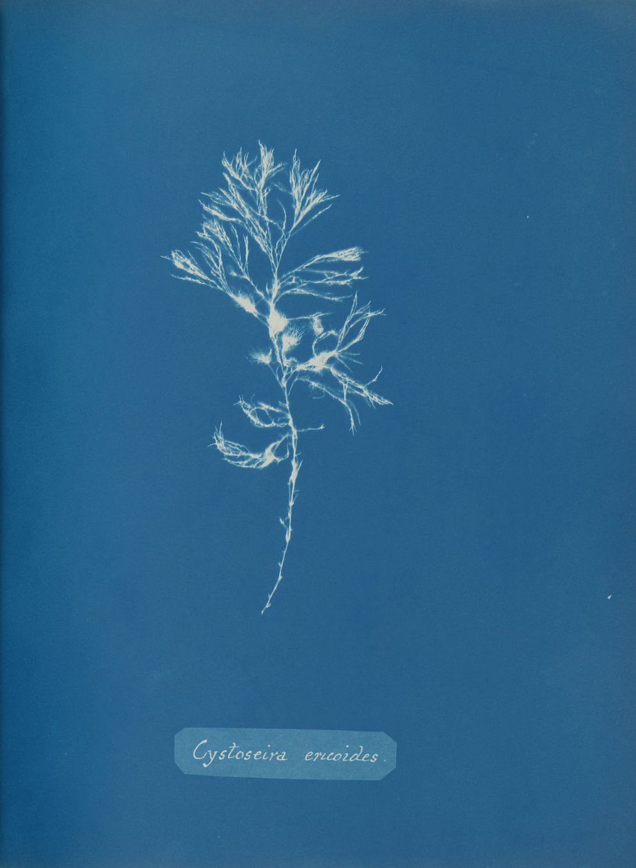 Cystoseira ericoides、ca。 1853年。 作： アンナ・アトキンス