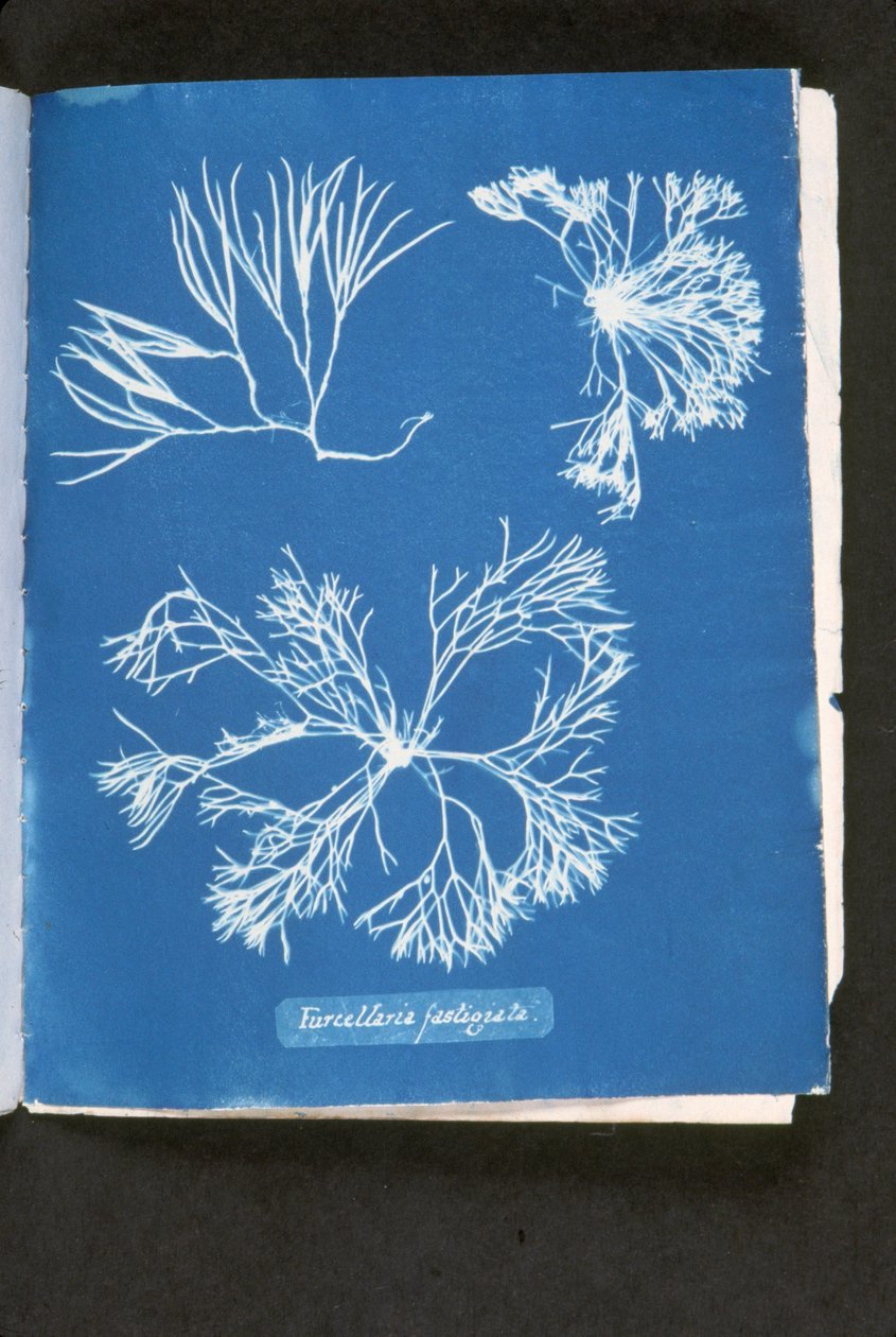 Furcelleria fastigiata（「イギリスの藻類の写真」より。1843年～53年に出版された「Photographs of British Algae: Cyanotype Impressions」より（サイアノタイプ 作： アンナ・アトキンス