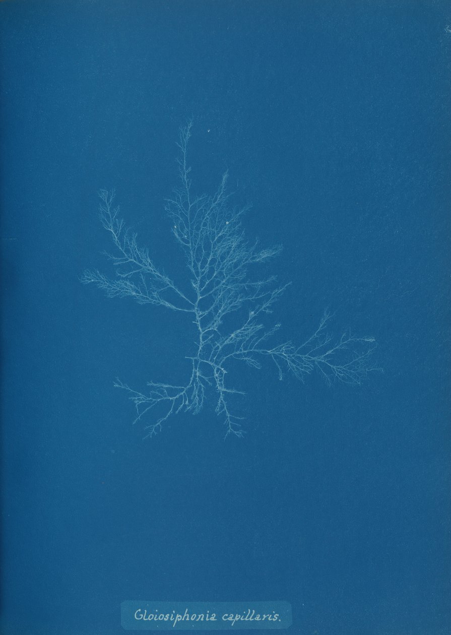Gloisiphonia capillaris、ca。 1853年。 作： アンナ・アトキンス