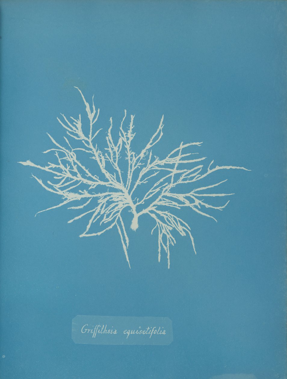 Griffithsia equisetifolia、カリフォルニア州。 1853年。 作： アンナ・アトキンス