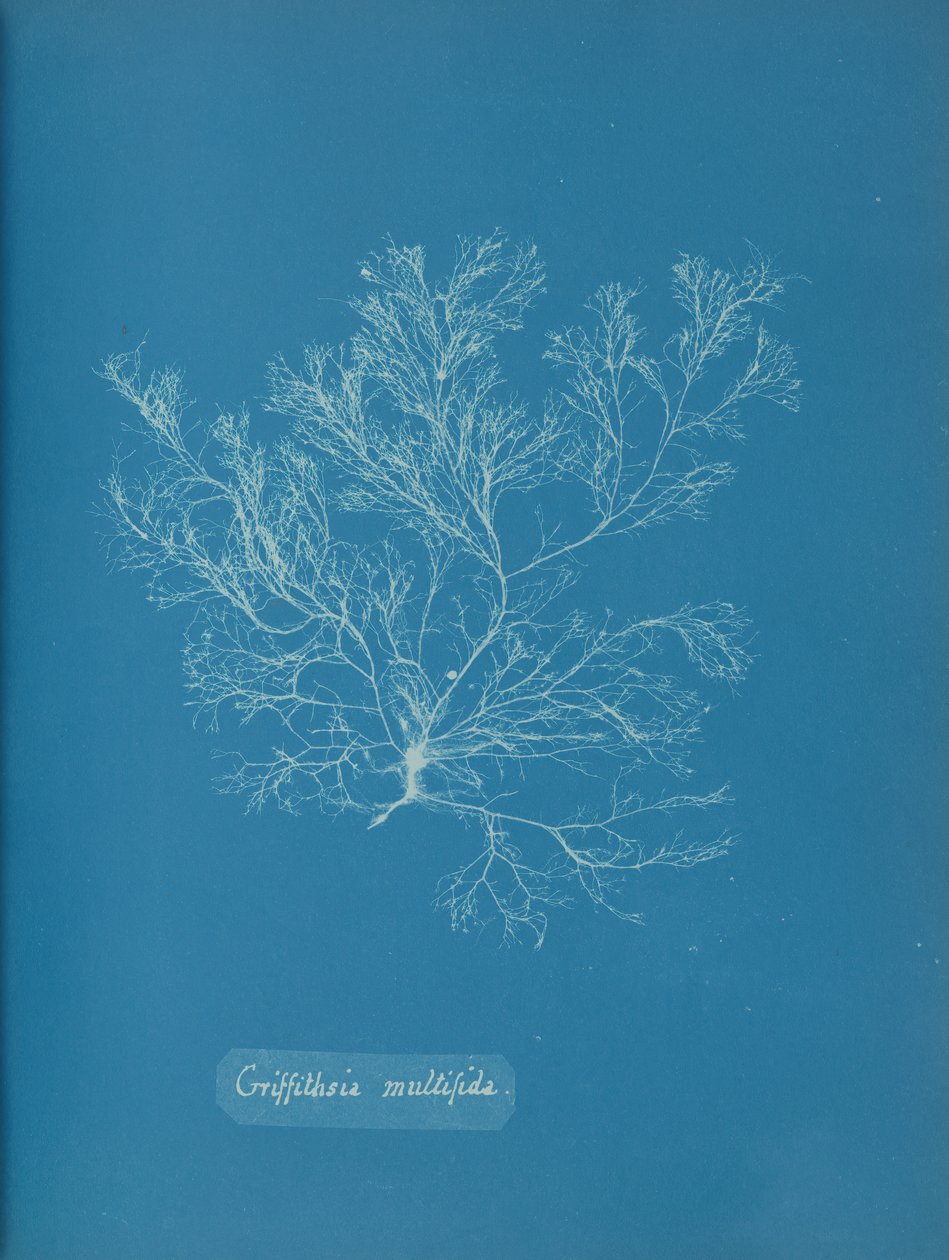 Griffithsia multifida、カリフォルニア州。 1853年。 作： アンナ・アトキンス