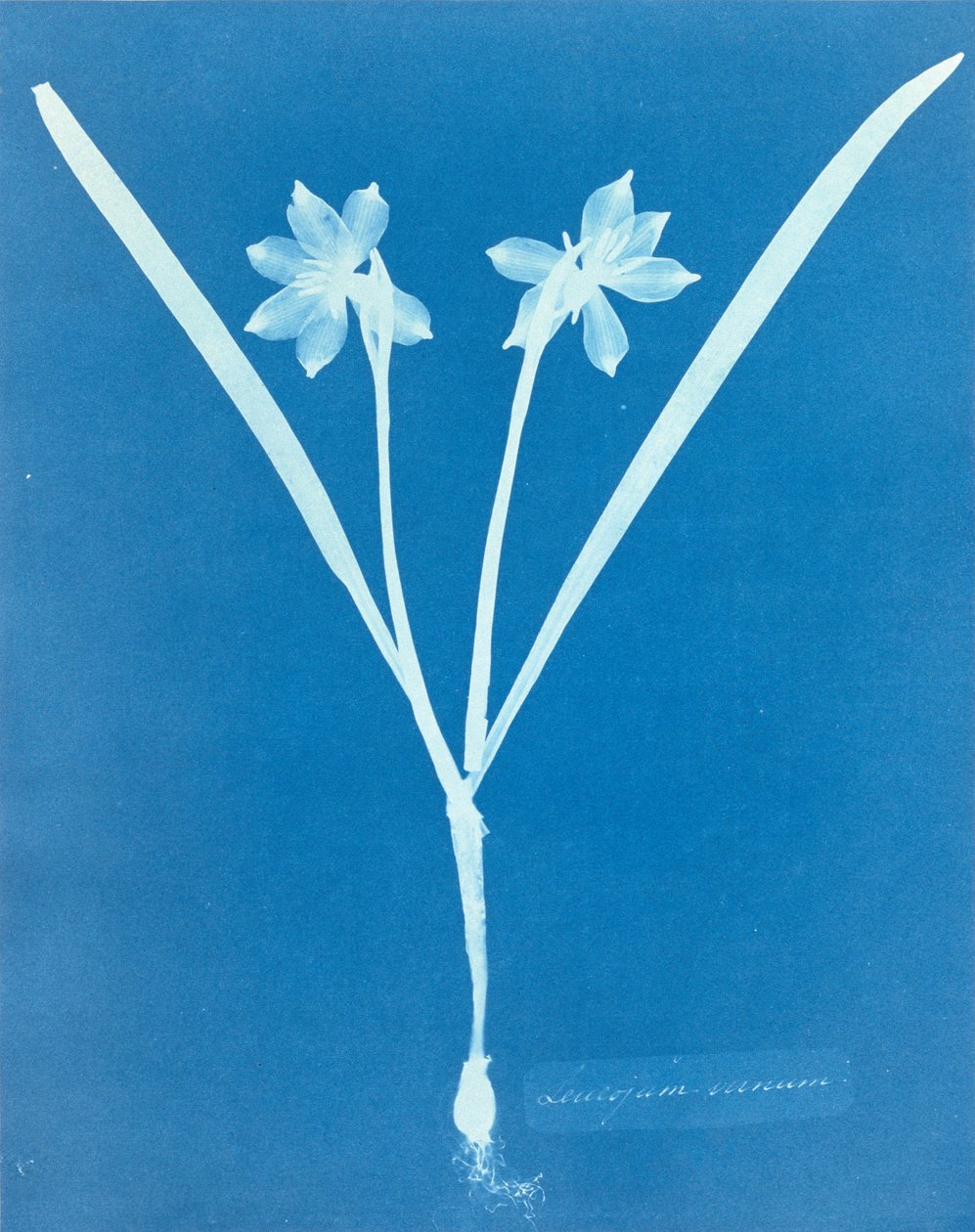 Leucojam Varium by Anna Atkins 作： アンナ・アトキンス