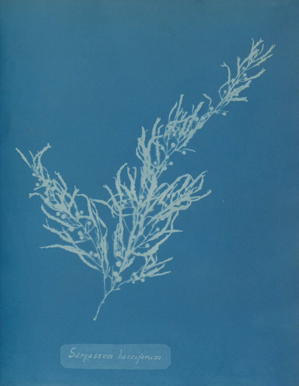 Sargassum bacciferum、カリフォルニア州。 1853年。 作： アンナ・アトキンス