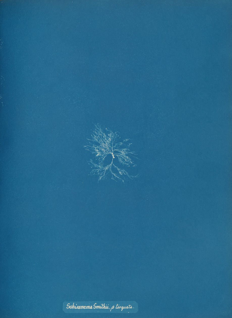 Schizonema Smithii, ß torqata, ca. 1853年。 作： アンナ・アトキンス