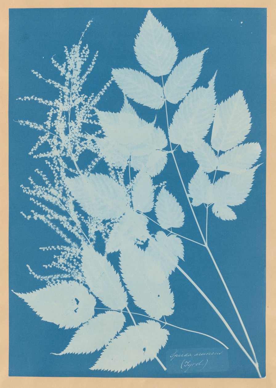 Spiraea aruncus（チロル） 作： アンナ・アトキンス