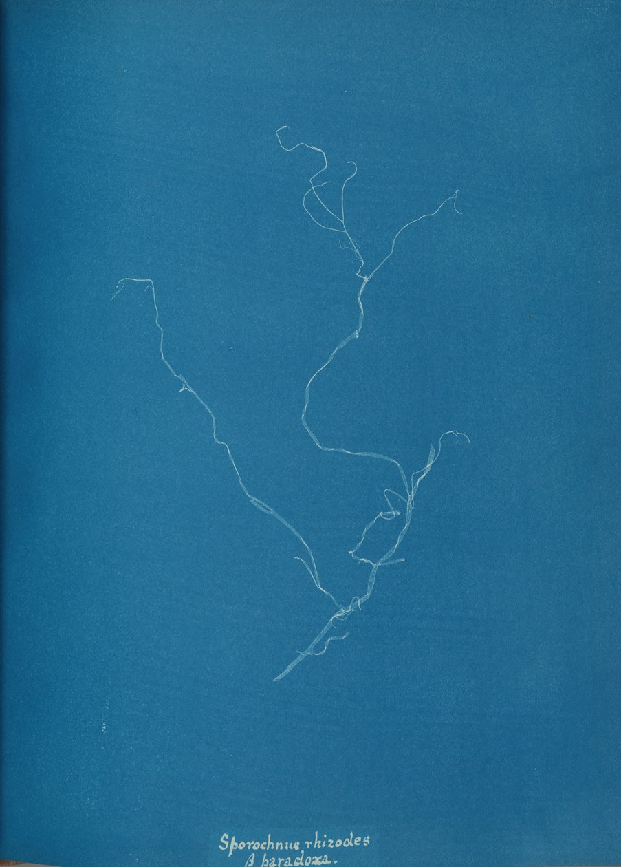 Sporochnius rhizodes ß paracloxa, ca. 1853年。 作： アンナ・アトキンス