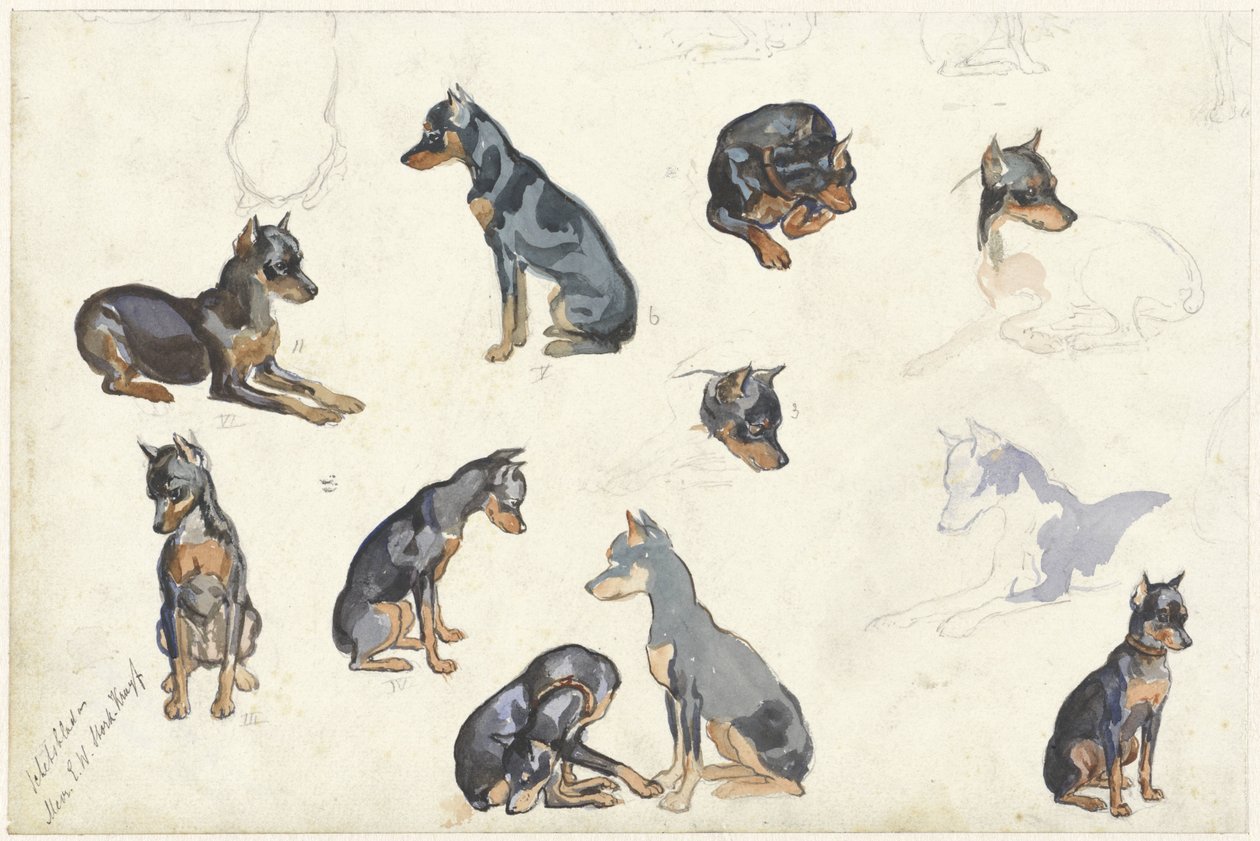 犬の研究 作： アンナ・マリア・クルイフ