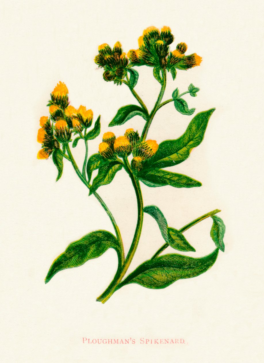 Ploughmans Spikenard、c1891、1891 作： アン・プラット