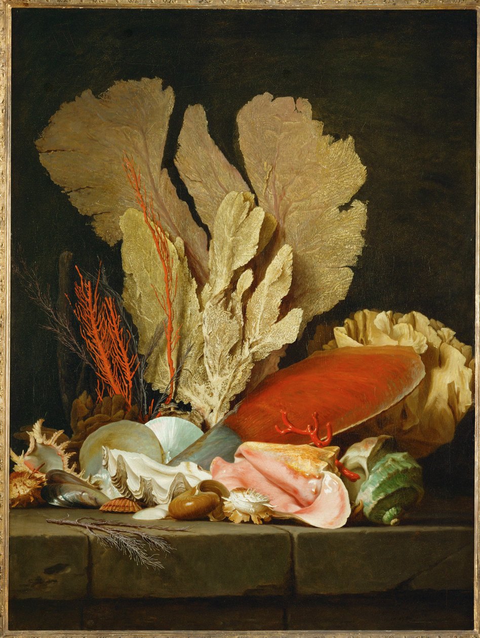 Panaches de mer, lithophytes et coquilles - 貝とサンゴの静物画... 作： アンヌヴァライエ-コスター