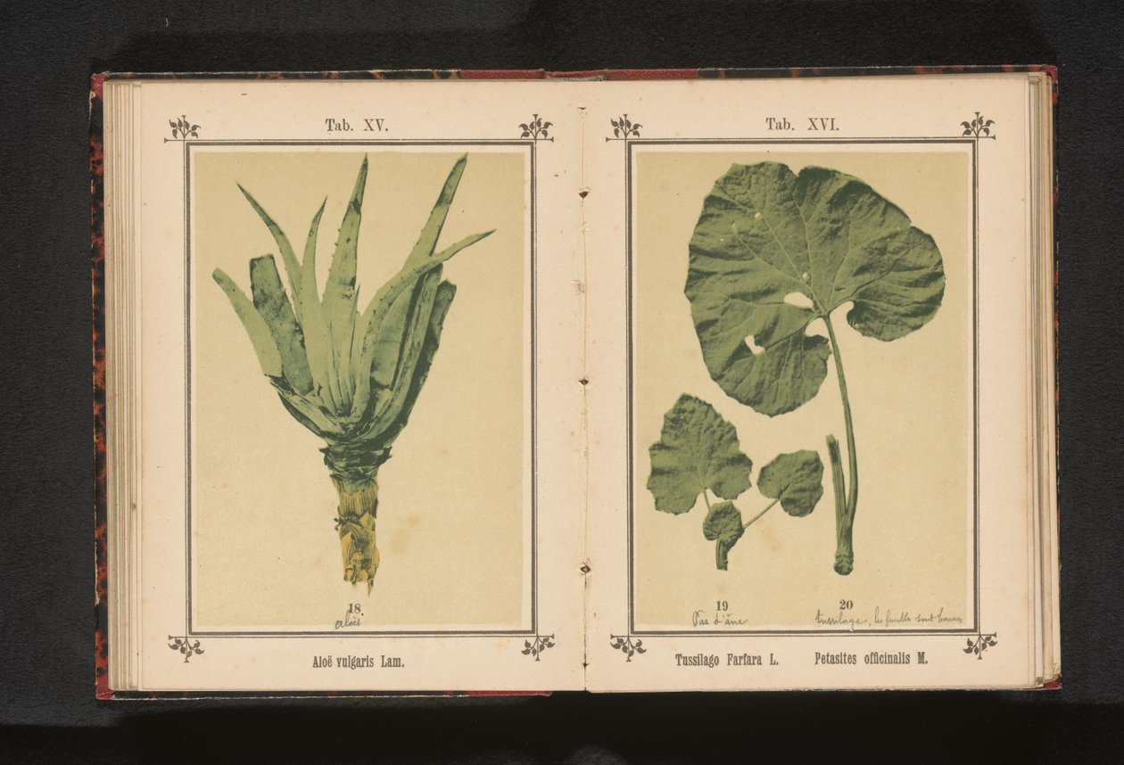 フキタンポポの葉とフキタンポポの葉 Tussilago Farfara L. Petasites officinalis M. (オブジェクトのタイトル) 作： 匿名