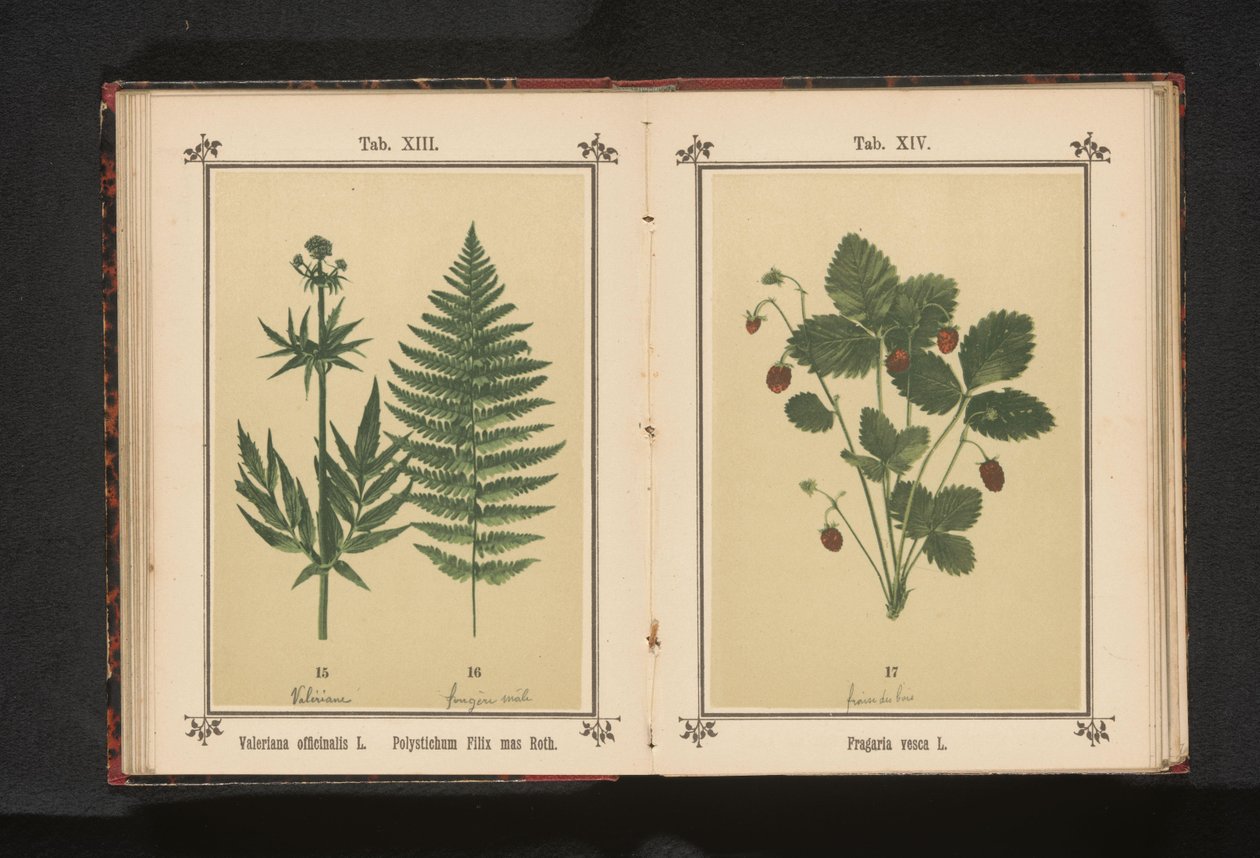 本物のバレリアンとオスのシダの枝 Valeriana officinalis L. Polystichum Filix mas Roth (オブジェクトのタイトル) 作： 匿名