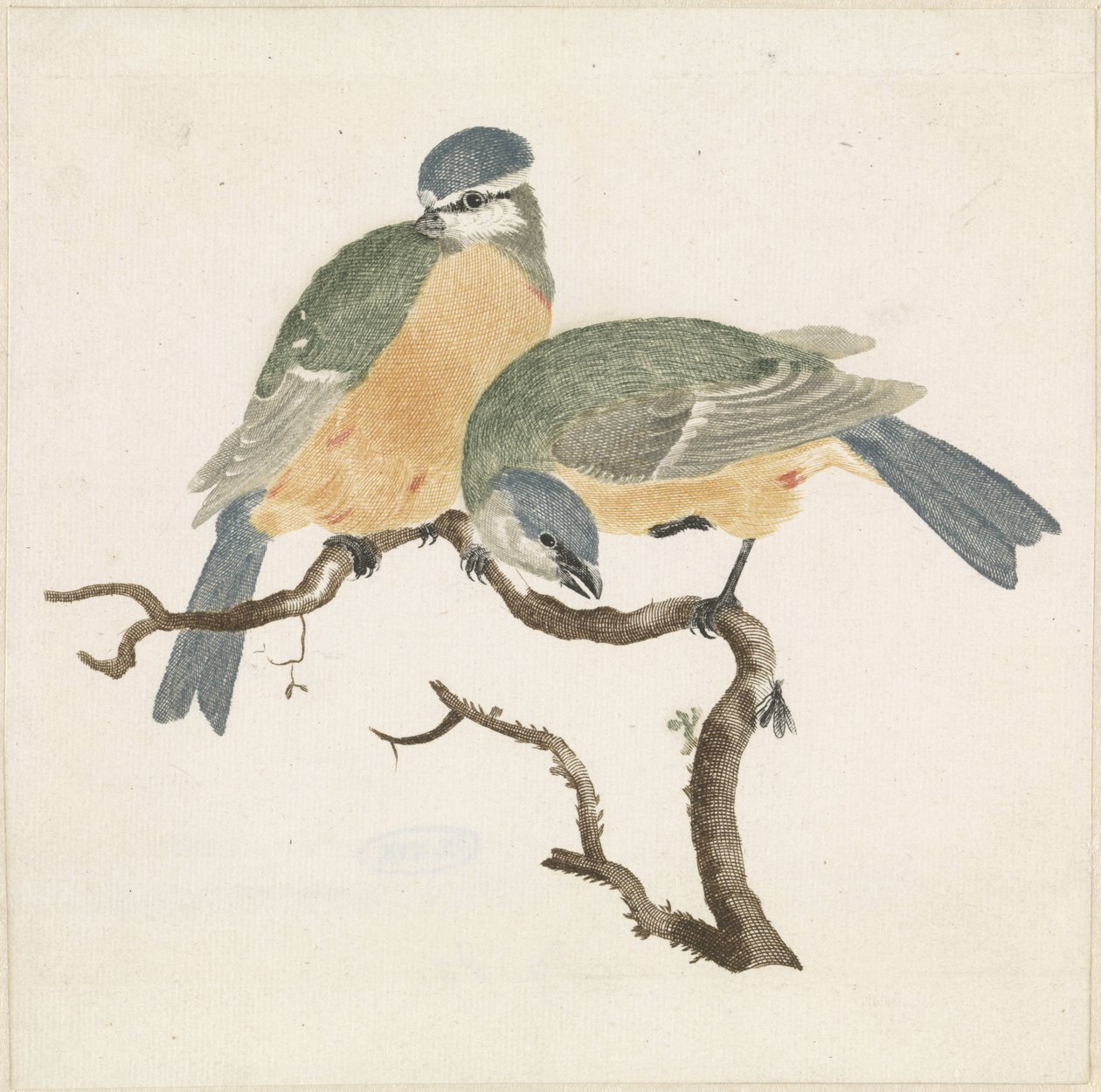 枝にとまるアオガラとシジュウカラ 作： 匿名