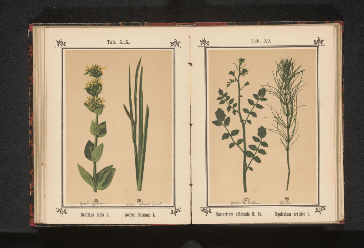 Gele gentiaan en kalmoes Gentiana lutea L. Acorus Calamus L. (オブジェクトのタイトル) 作： 匿名