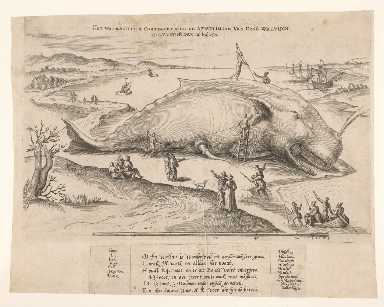 アントワープで座礁したクジラ、1577 年 1577 年 7 月 2 日のこの [n] クジラ、ghevanghe[n] の真の対立と寸法 (オブジェクトのタイトル) 作： 匿名