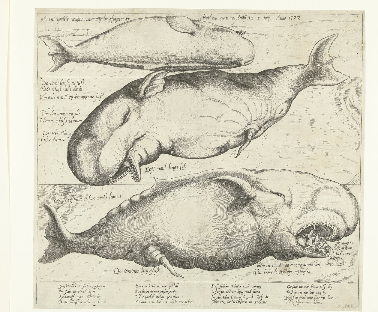 アントワープで座礁したクジラ、1577 年 Ware ung eigentliche contrafactur eines wallfisches gefangen in der scheldt nitt weit von Antorff Am 2 Julij. Anno 1577 (オブジェクトのタイトル) 作： 匿名
