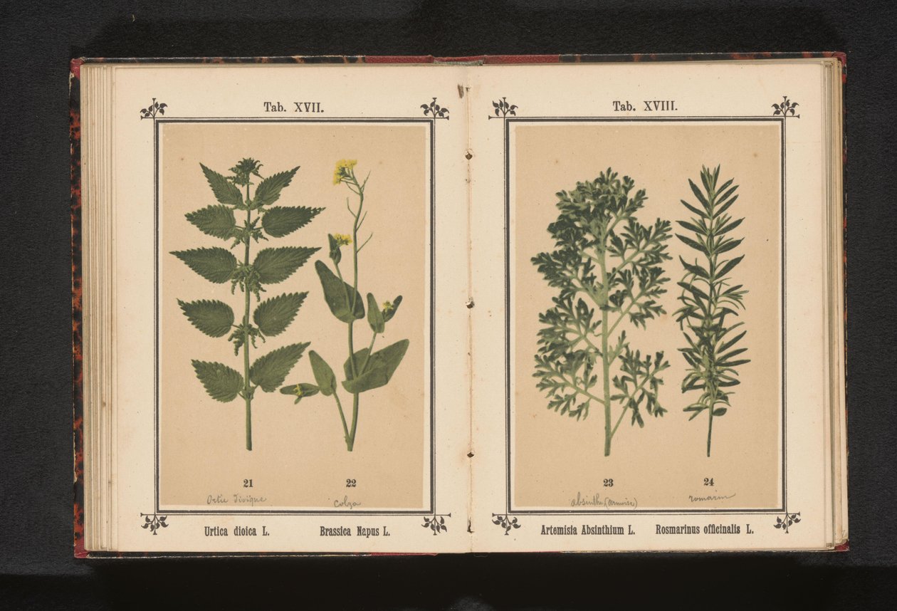 大イラクサと菜種 Urtica dioica L. Brassica Napus L. (オブジェクトのタイトル) 作： 匿名
