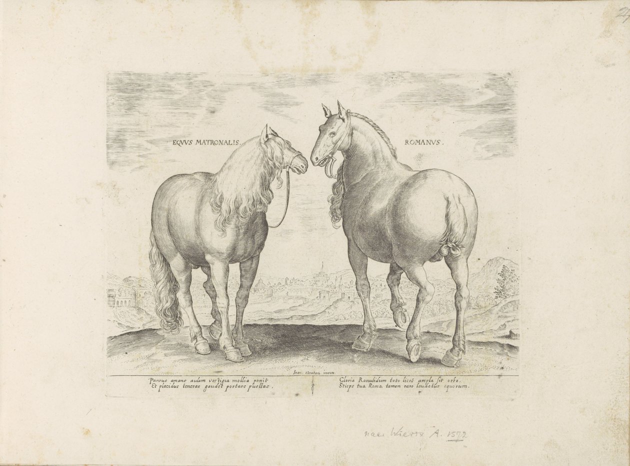 Hengst en merrie uit ローマ Roman Matronal Horse (オブジェクトのタイトル) Paardenrassen uit de Koninklijke Stalen van Don Juan van Oostenrijk (シリーズ タイトル) 世界各地から選りすぐられた馬たちの行動が際立つ、あらゆる貴族の馬（ 作： 匿名