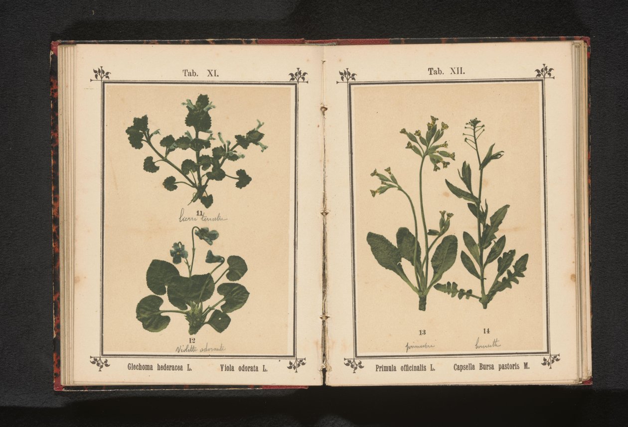 犬の速歩とマーチ バイオレット Glechoma hederacea L. Violaodorata L. (オブジェクトのタイトル) 作： 匿名