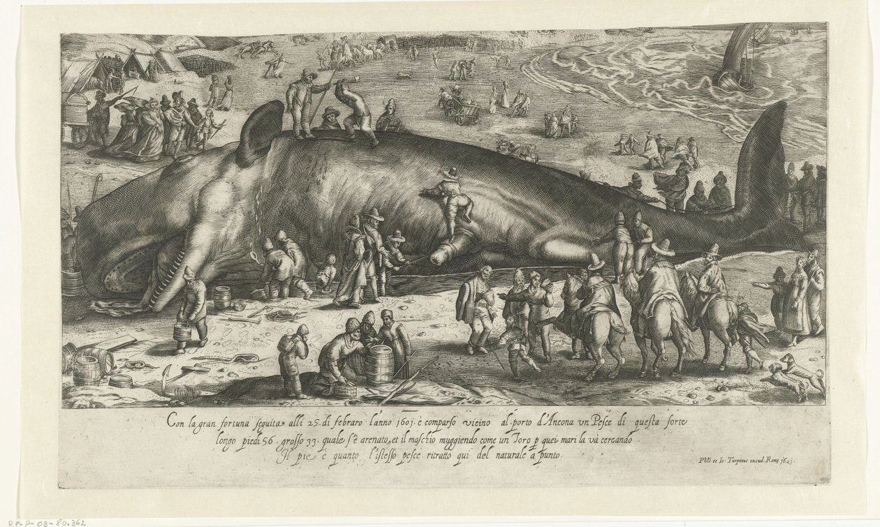 1601 年にアンコーナに立つクジラとして、1598 年にバークヘイで座礁したクジラのコピー Ritratto d