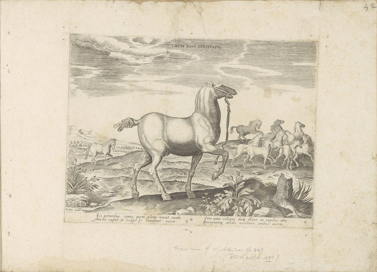 クッデ・ワイルド・パーデン 子供の競馬（オブジェクトのタイトル） Paardenrassen uit de Koninklijke Stalen van Don Juan van Oostenrijk (シリーズ タイトル) あらゆる種類の貴族が乗っている馬: 馬の行動によって区別される世界のさまざまな地域から選ばれた (...) 作： 匿名