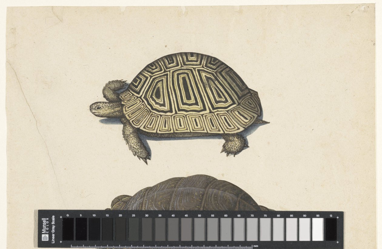 Landschildpad ロンバードアルバム（シリーズタイトル） 作： 匿名