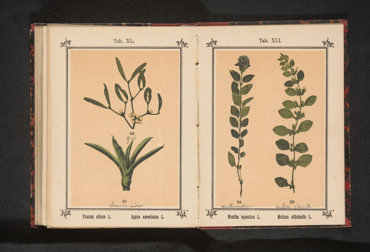 ヤドリギとセンテニアル アロエ Viscum アルバム L. Agave americana L. (オブジェクトのタイトル) 作： 匿名