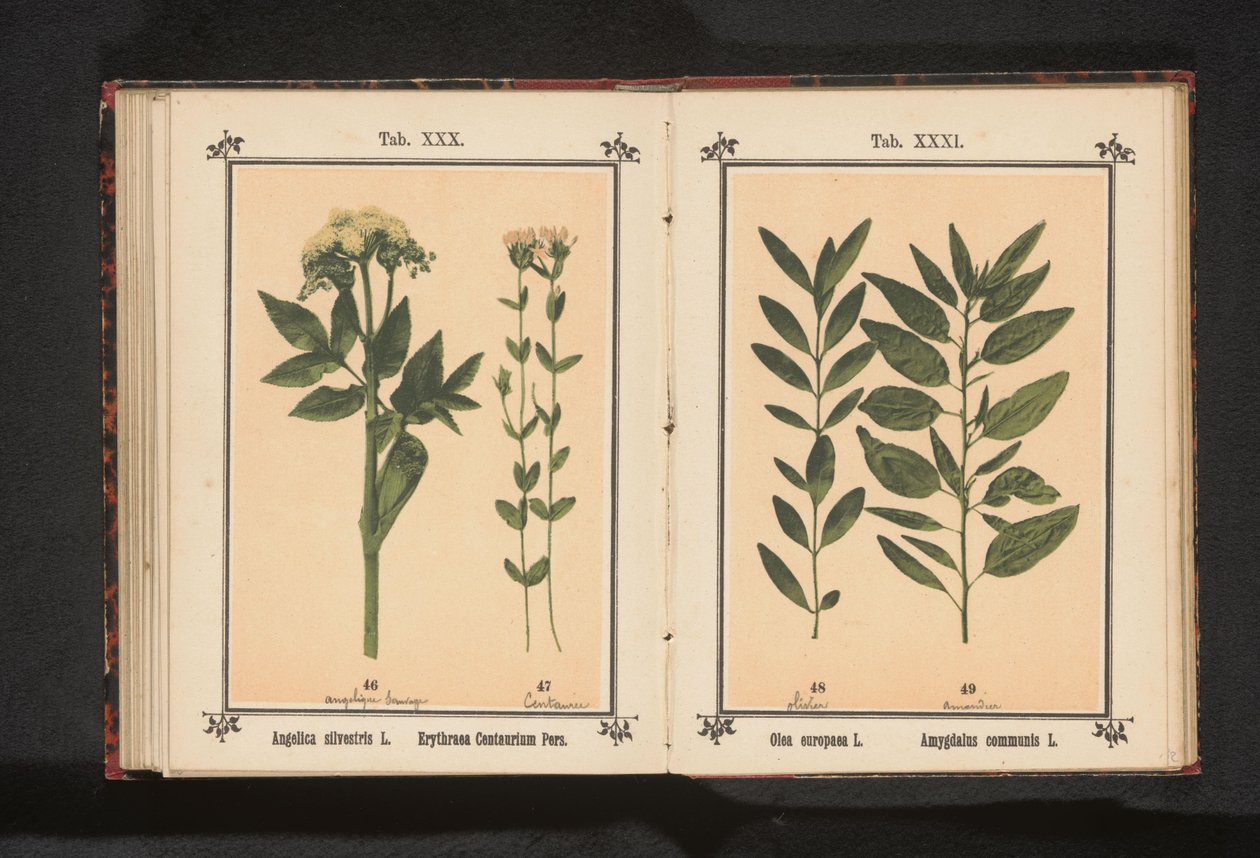 オリーブの枝とアーモンドの枝 Olea europaea L. Amygdalus communis L. (オブジェクトのタイトル) 作： 匿名
