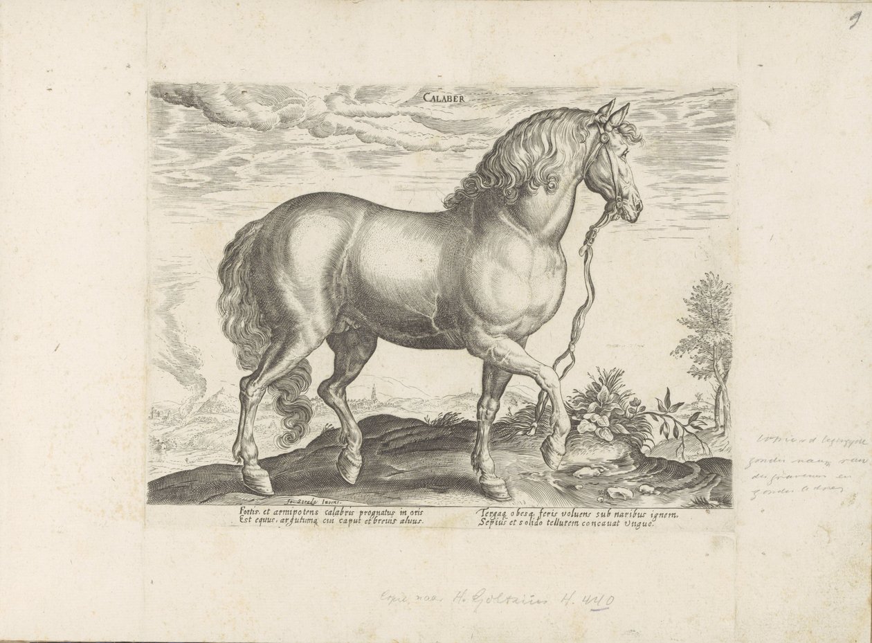 パール ウィット カラブリア カラバル (オブジェクトのタイトル) Paardenrassen uit de Koninklijke Stalen van Don Juan van Oostenrijk (シリーズ タイトル) あらゆる種類の貴族が乗っている馬：世界のさまざまな地域で区別された馬の行動が選択されました（...）（obのシリーズタイトル 作： 匿名