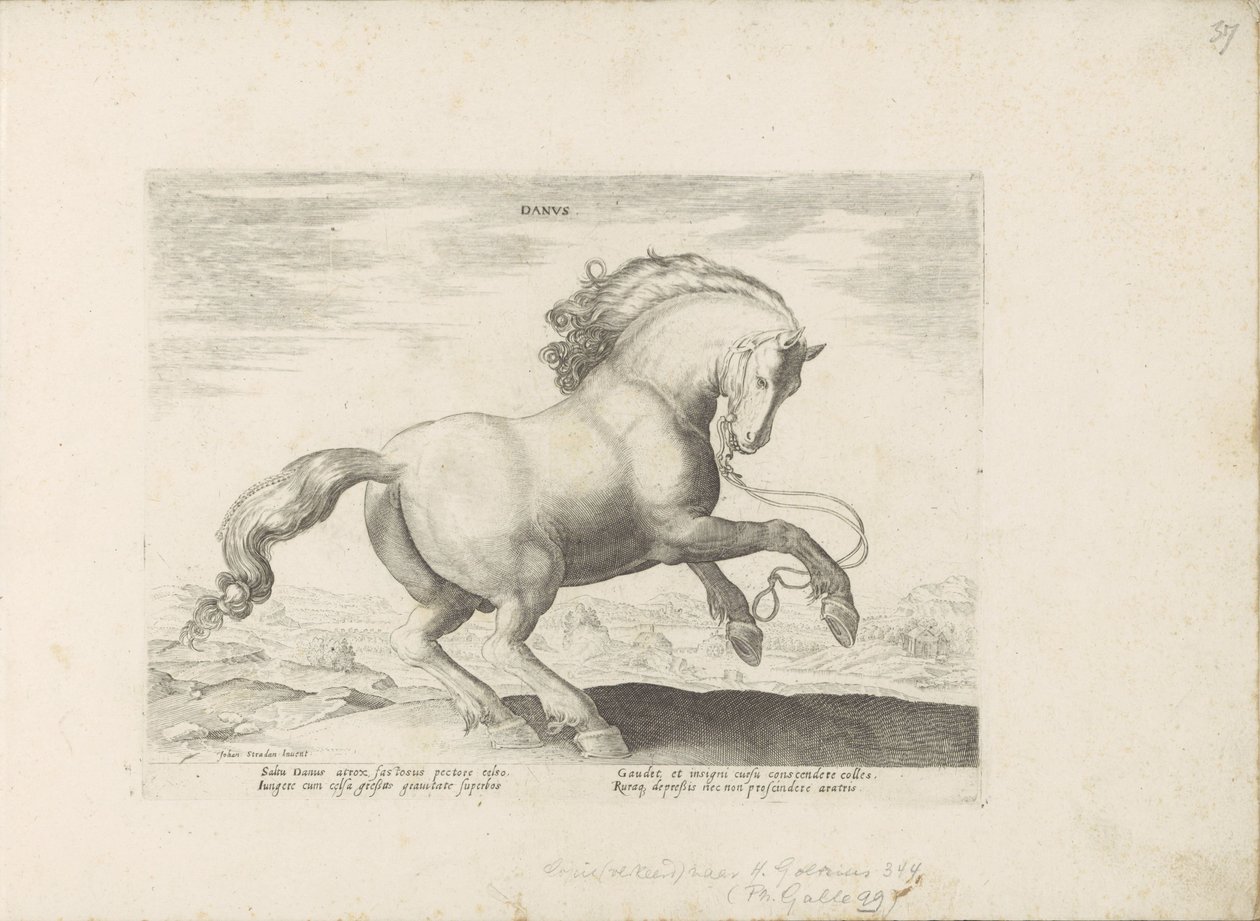 Paard uit Danemarken デンマーク語 (オブジェクトのタイトル) Paardenrassen uit de Koninklijke Stalen van Don Juan van Oostenrijk (シリーズ タイトル) あらゆる種類の貴族が乗っている馬：世界のさまざまな地域で区別された馬の行動が選択されました（...）（obのシリーズタイトル 作： 匿名