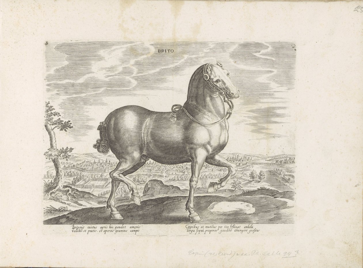 Paard uit エンゲランド Brito (オブジェクトのタイトル) Paardenrassen uit de Koninklijke Stalen van Don Juan van Oostenrijk (シリーズ タイトル) あらゆる貴族が乗った馬 世界各地で際立った馬の行動が選ばれた (…) (objeのシリーズタイトル 作： 匿名