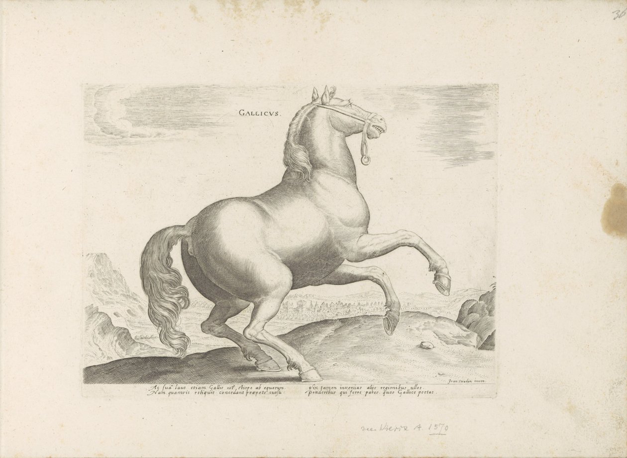 パルド ウィット フランクレイク フランス語 (オブジェクトのタイトル) Paardenrassen uit de Koninklijke Stalen van Don Juan van Oostenrijk (シリーズ タイトル) ありとあらゆる貴族が乗った馬 世界各地の選りすぐりの馬のふるまい（…）（連載タイトル 作： 匿名