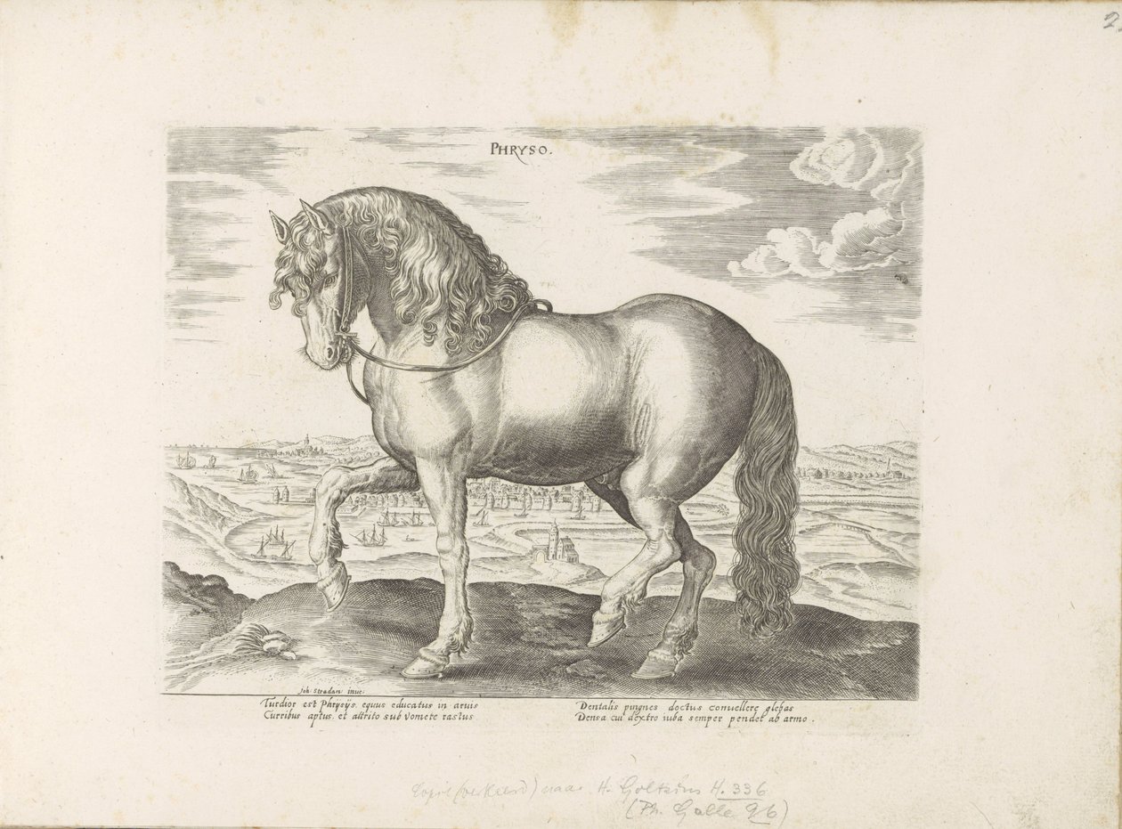 パール ウィット フリースラント Phryso (オブジェクトのタイトル) Paardenrassen uit de Koninklijke Stalen van Don Juan van Oostenrijk (シリーズ タイトル) あらゆる種類の貴族が乗っている馬：世界のさまざまな地域で区別された馬の行動が選択されました（...）（obのシリーズタイトル 作： 匿名