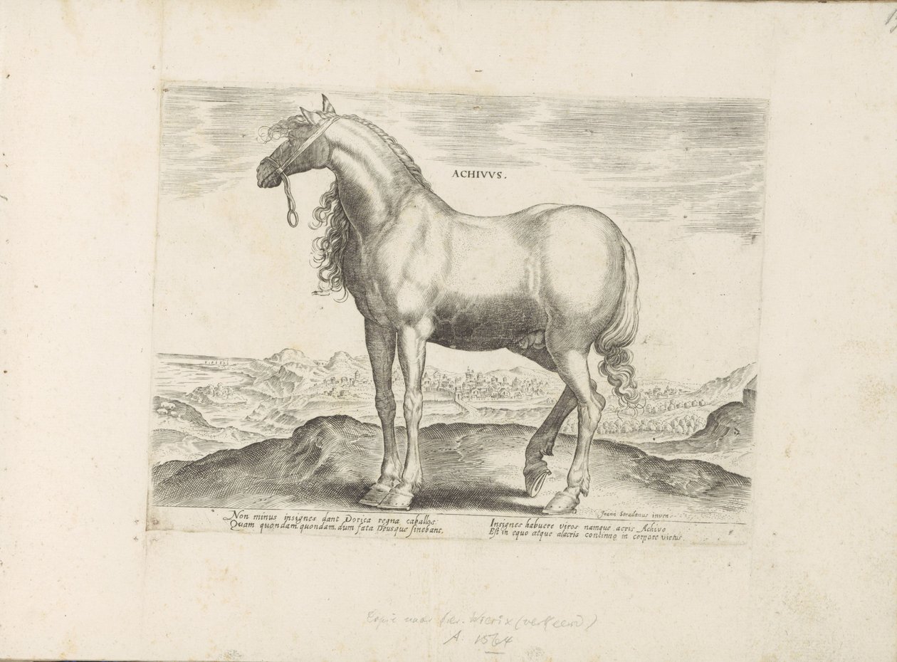 Paard ギリシャ Achivus (オブジェクトのタイトル) Paardenrassen uit de Koninklijke Stalen van Don Juan van Oostenrijk (シリーズ タイトル) ありとあらゆる貴族が乗った馬 世界各地の選りすぐりの馬のふるまい（…）（連載タイトル 作： 匿名
